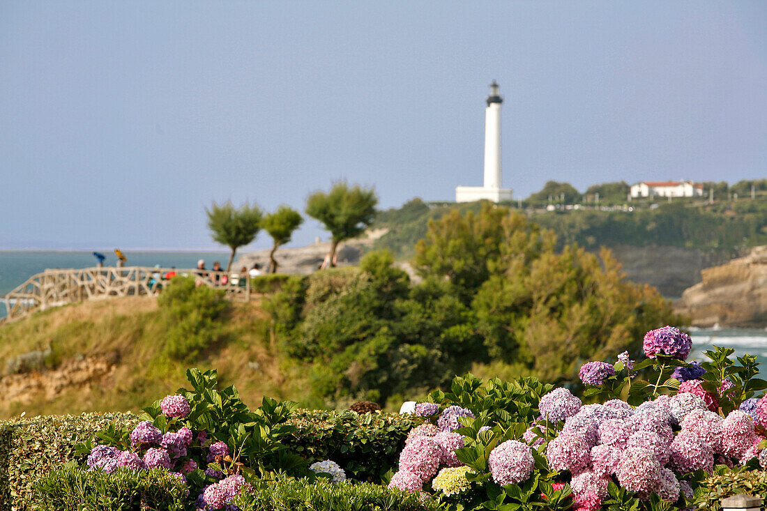 Lighthouse And Hydrangea On The Oceanfront, Biarritz, Pyrenees Atlantiques, (64), France, Basque Country, Basque Coast