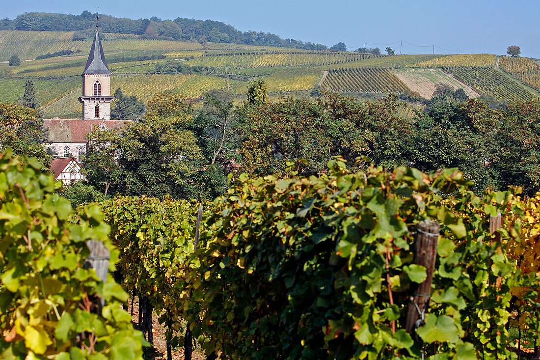 Grapevine And Alsatian Vineyard, The Alsatian Wine Road, Ribeauville, Haut-Rhin (68), Alsace, France