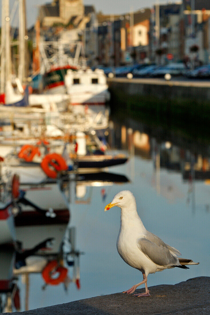 Seagull On The Marina Of Fecamp, Seine-Maritime (76), Normandy, France
