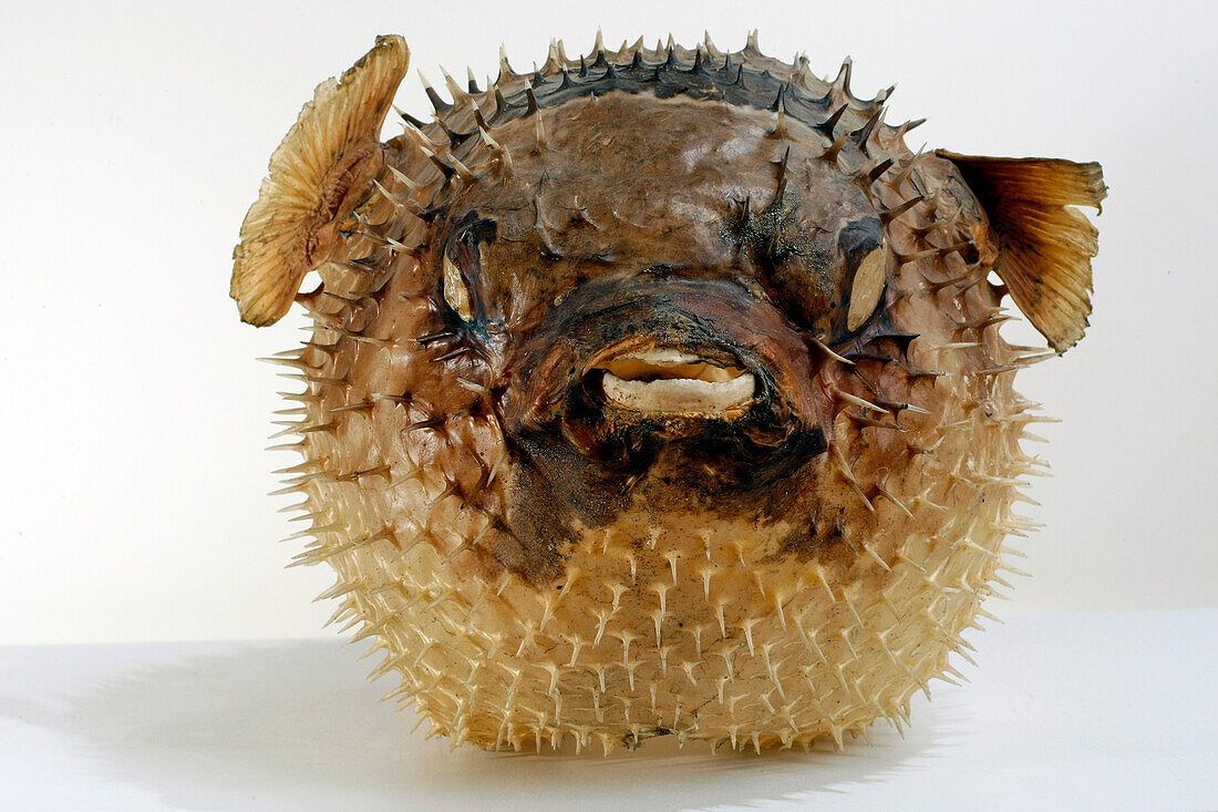 Porcupine Fish, Museum Of Natural History, Le Havre, Seine-Maritime (76), Normandy, France