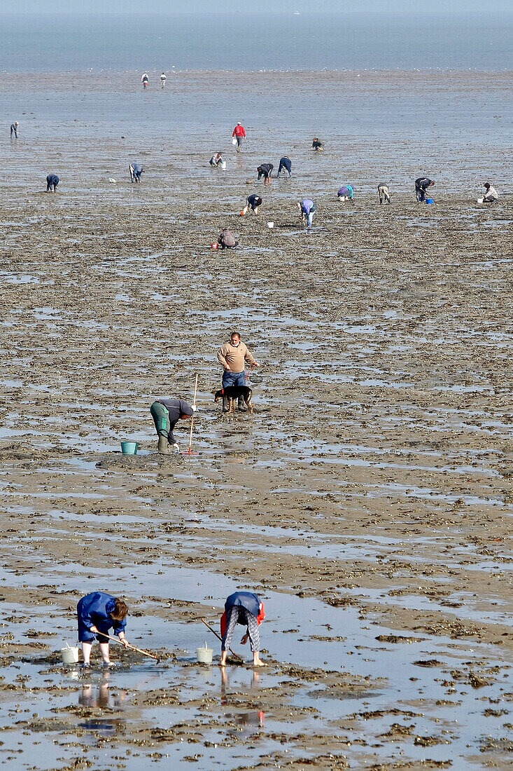 Gathering Shellfish (Cockles And Clams), Fishing On Foot, Isle Of Noirmoutier, Vendee (85), France
