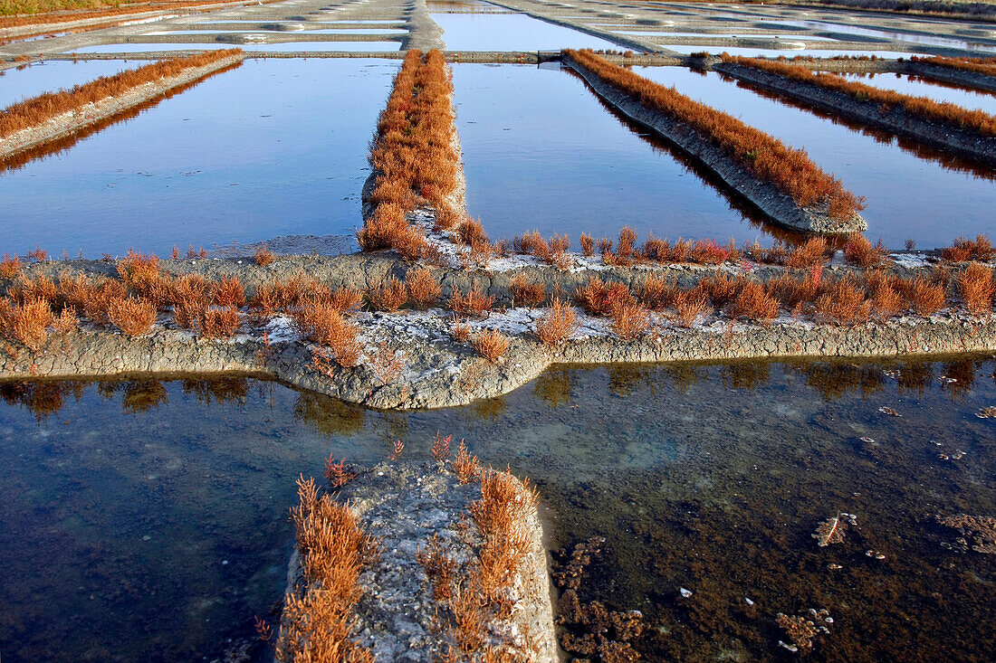 The Salt Marshes, Ile De Noirmoutier, Vendee (85), France