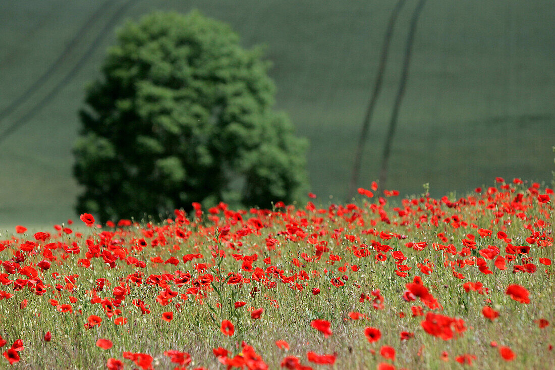 Fields Of Poppies In A Burgundy Landscape, Yonne (89), Bourgogne, France