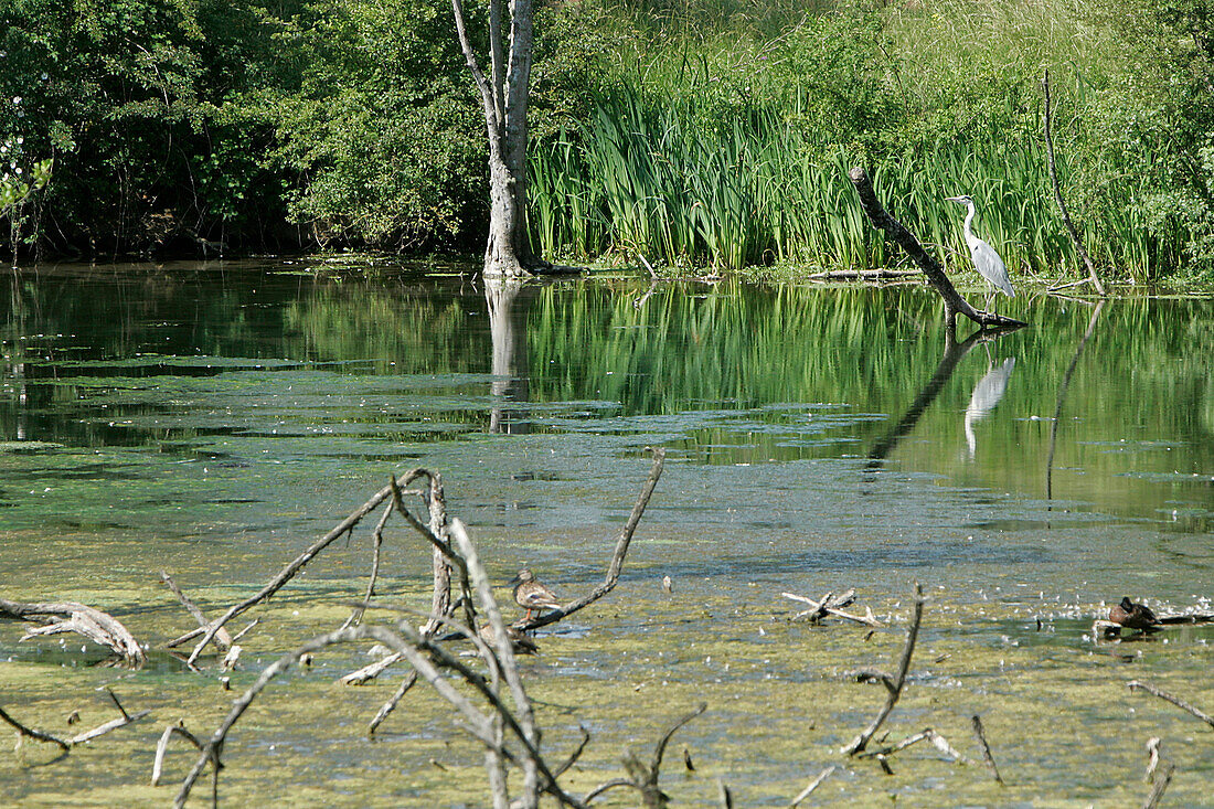 Heron On The Small Armancon River, Ancy-Le-Libre, Yonne (89), Burgundy, France