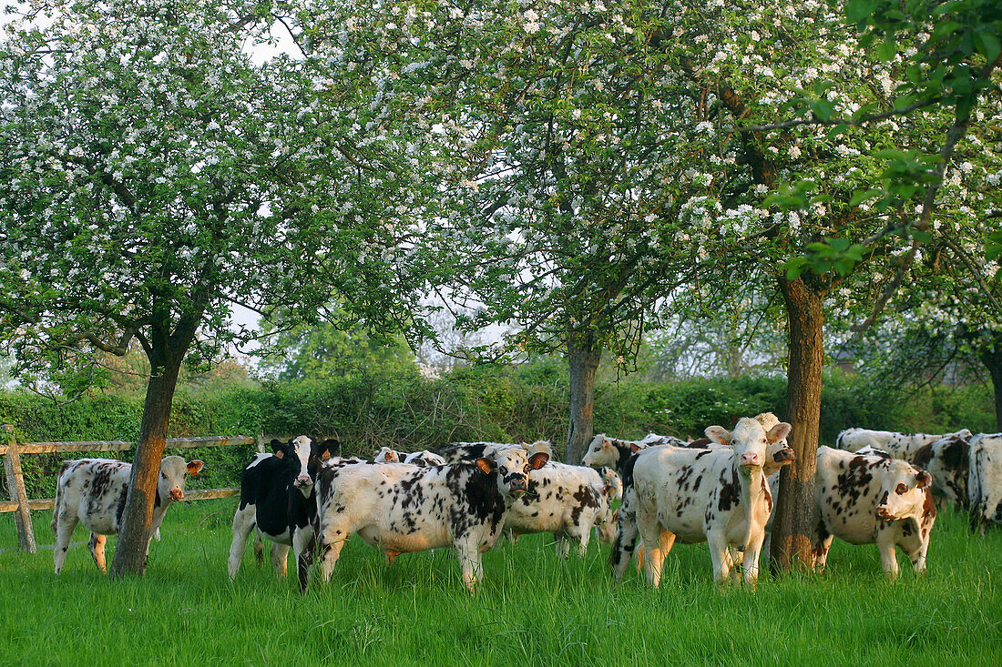 Normandy Cow Under A Flowering Apple Tree, Calvados (14)