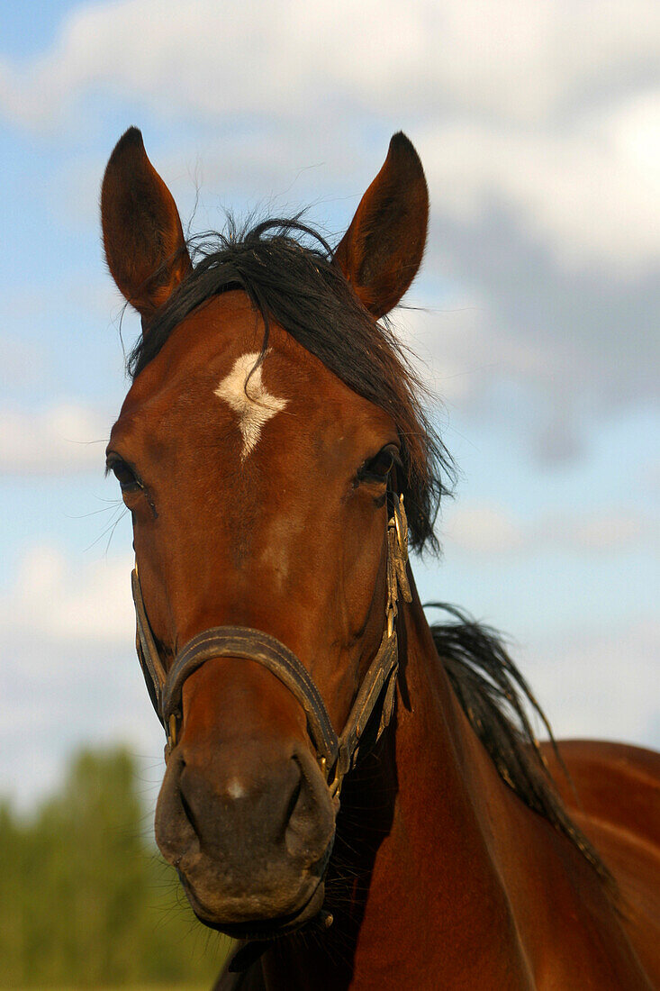 Close-Up Of A French Saddle Horse, Orne (61)