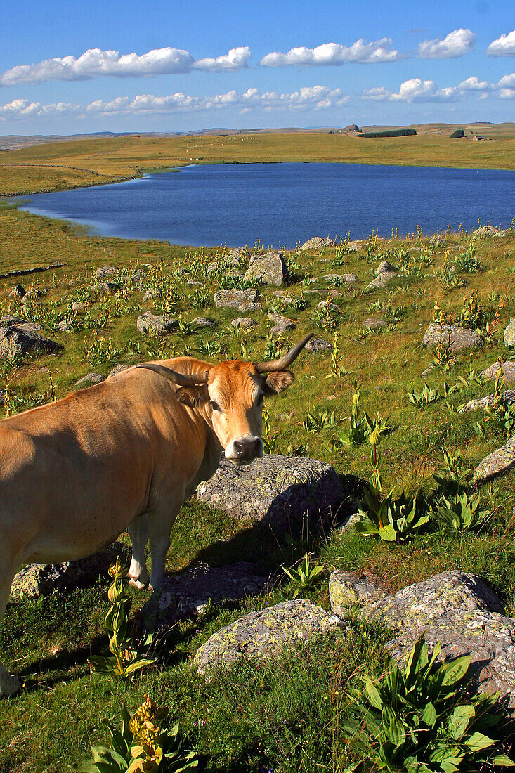 Aubrac Cows With A View Over The Lake Of St Andeol, Lozere (48)