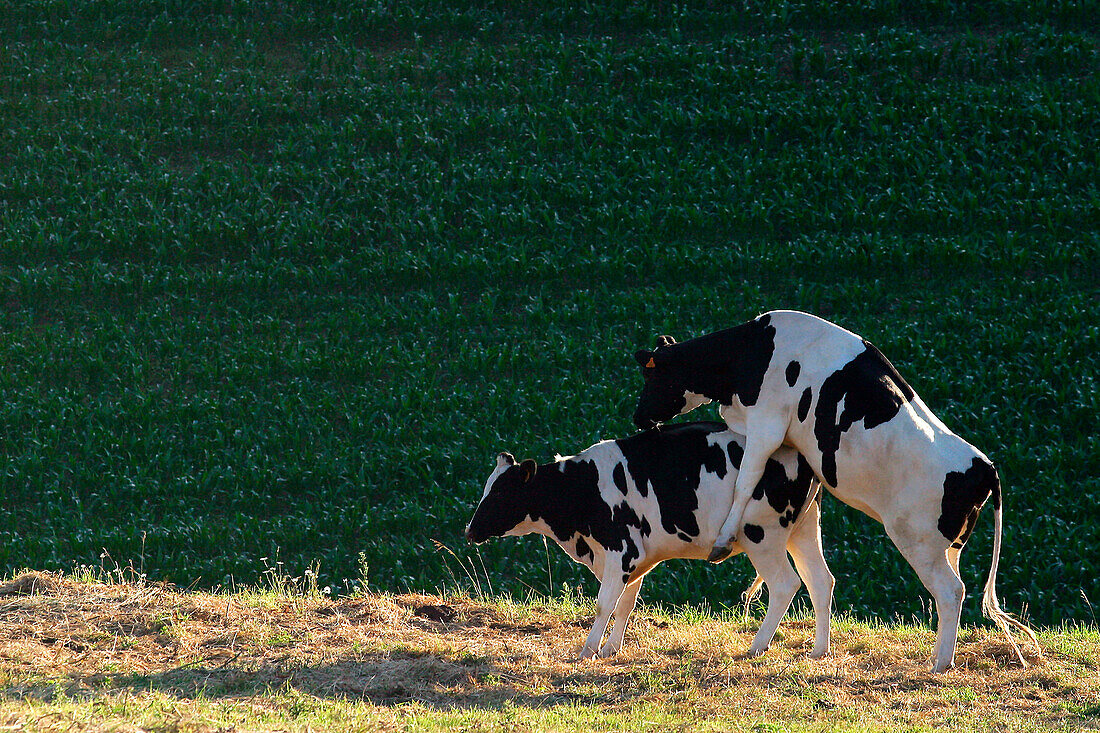 Cows Mating In A Field