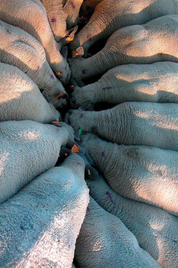 Herd Of Sheep Eating, Ariege, France
