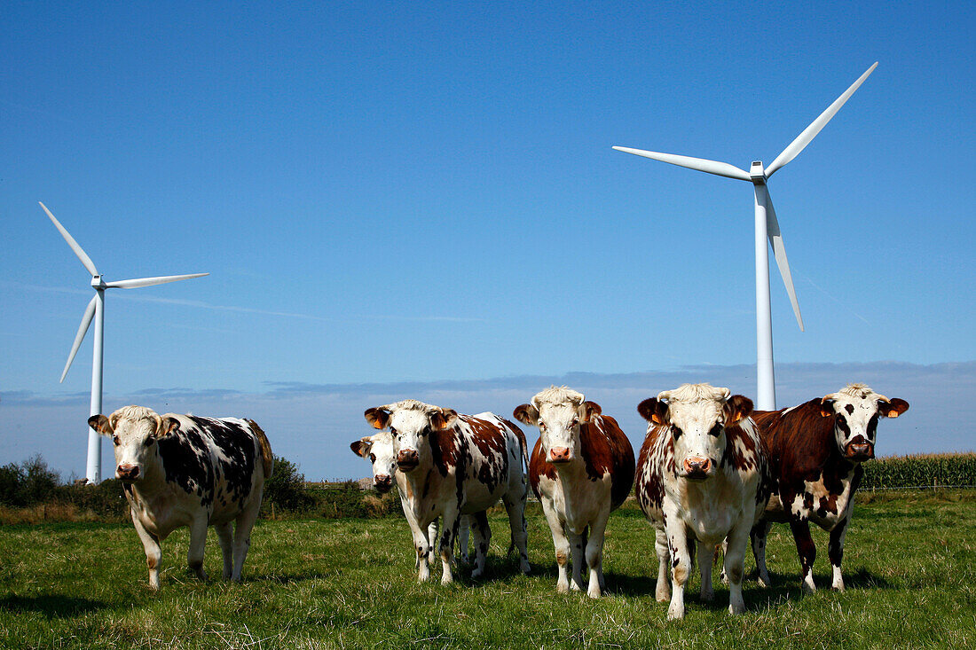 Herd Of Normandy Cows In Front Of Wind Turbines, Plateau Of Fecamp, Seine-Maritime (76), France