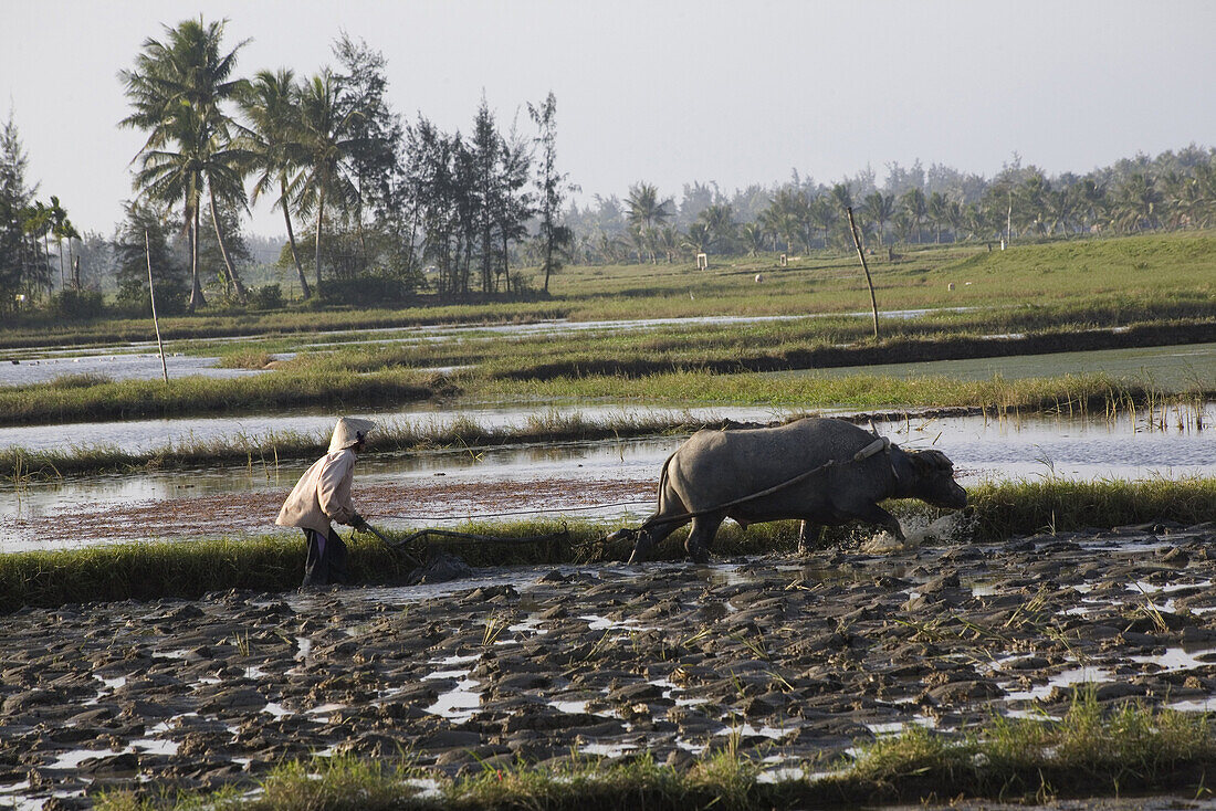 Bauer mit Wasserbüffel auf einem Feld, Provinz Quang Nam, Vietnam, Asien