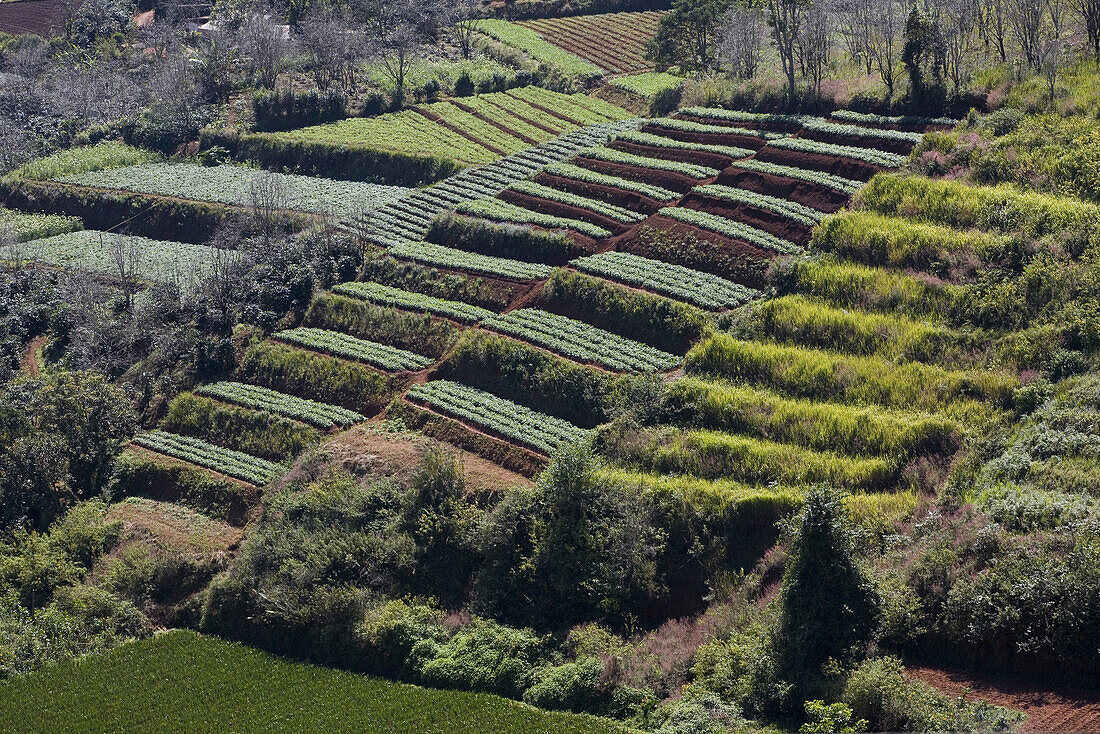 Blick auf menschenleere Terrassenfelder, Trai Mat, Provinz Lam Dong, Vietnam, Asien