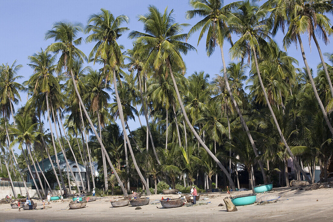 Fishing boats on the beach under palm trees, Mui Ne, Binh Thuan Province, Vietnam, Asia