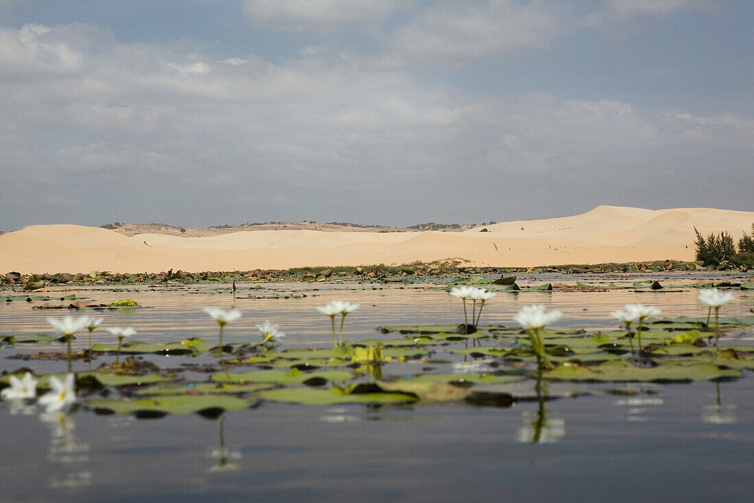 Lake with water lilies in front of sand dunes, Mui Ne, Binh Thuan Province, Vietnam, Asia