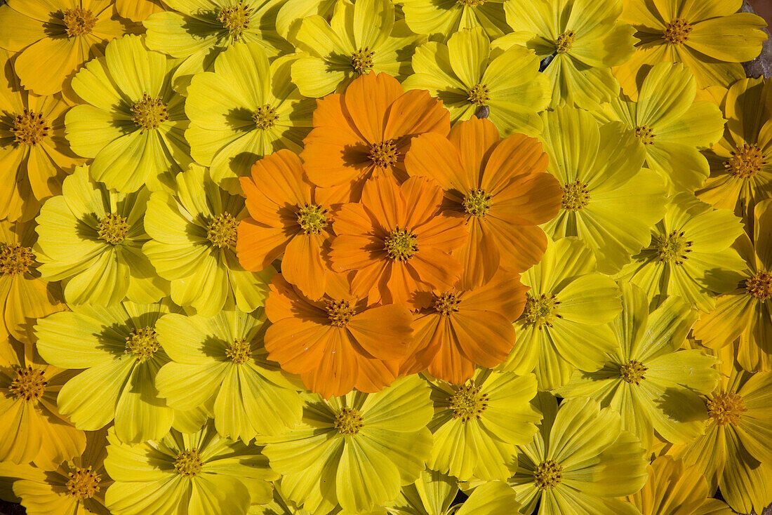 Yellow and orange blossoms decoratively arranged, Mui Ne, Binh Thuan Province, Vietnam, Asia