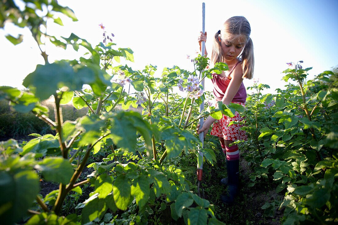 Girl (8-9 yeras) weeding, Lower Saxony, Germany