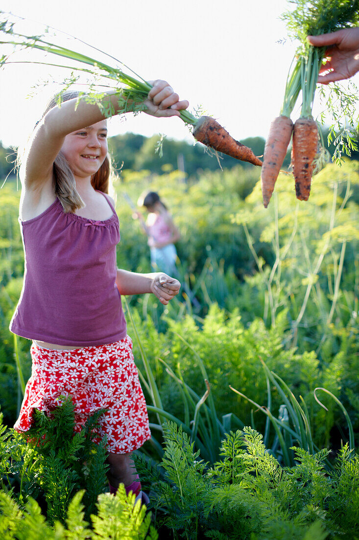 Mädchen (8-9 Jahre) erntet Karotten, Niedersachsen, Deutschlande