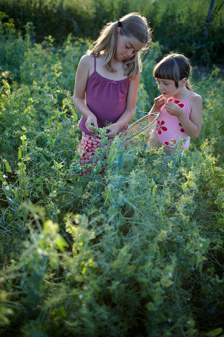 Two girls (6-9 years) picking pea pods, Lower Saxony, Germany