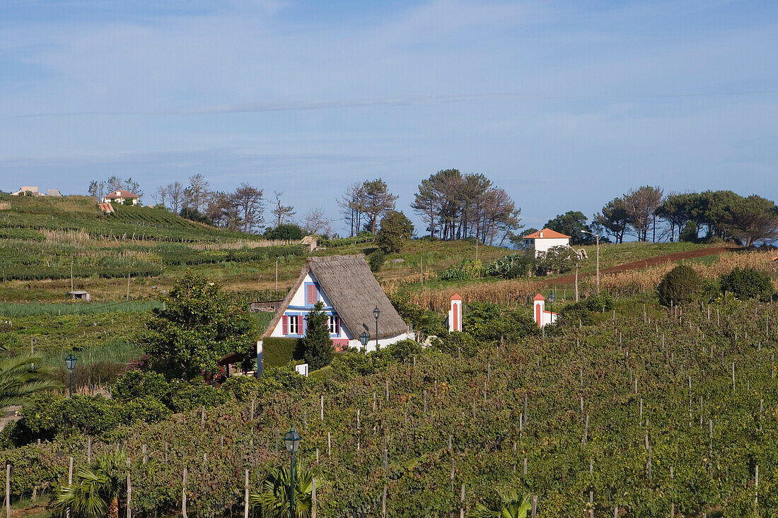 Traditionelles Casa do Colmo Strohhäuschen inmitten von Weinreben, Quinto do Furao Hotel &amp,amp; Weingut, Santana, Madeira, Portugal