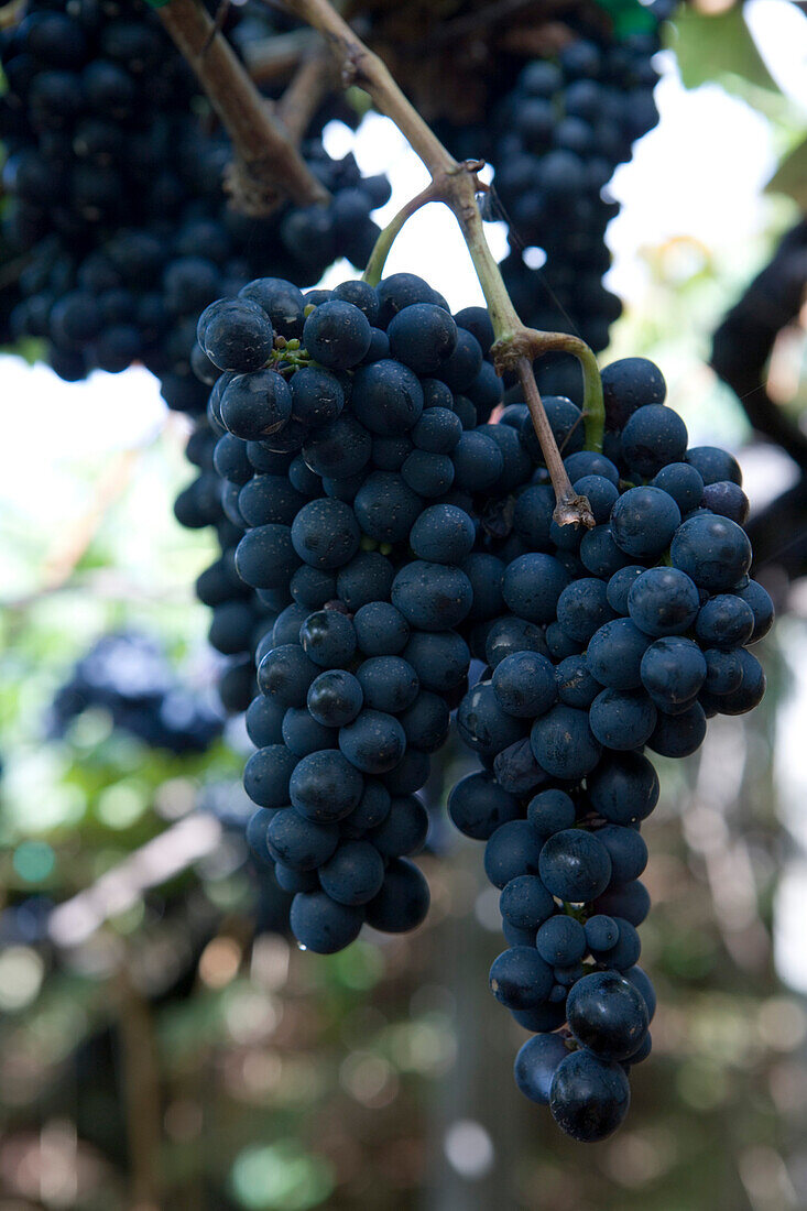 Trauben auf einem Weinberg der Madeira Wine Company, Estreito de Camara de Lobos, Madeira, Portugal