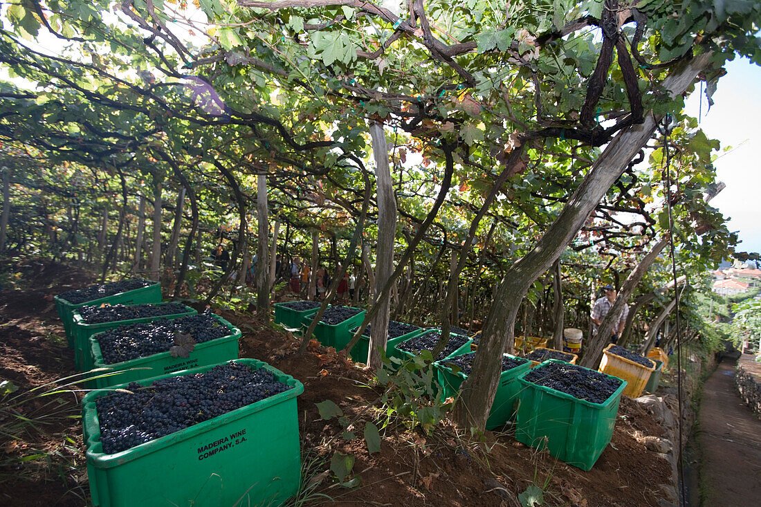 Weinlese auf einem Weinberg der Madeira Wine Company, Estreito de Camara de Lobos, Madeira, Portugal