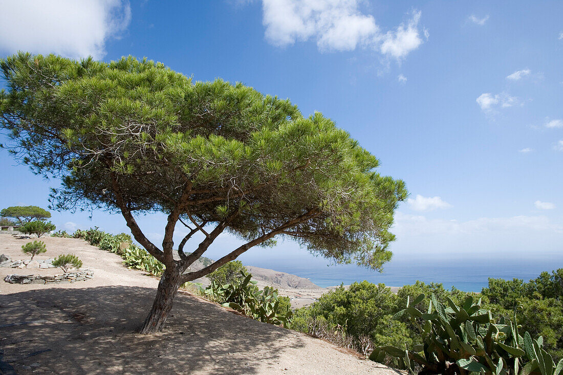 Baum und Opuntia Kakteen am Berg Pico de Castelo, Vila Baleira, Porto Santo, nahe Madeira, Portugal