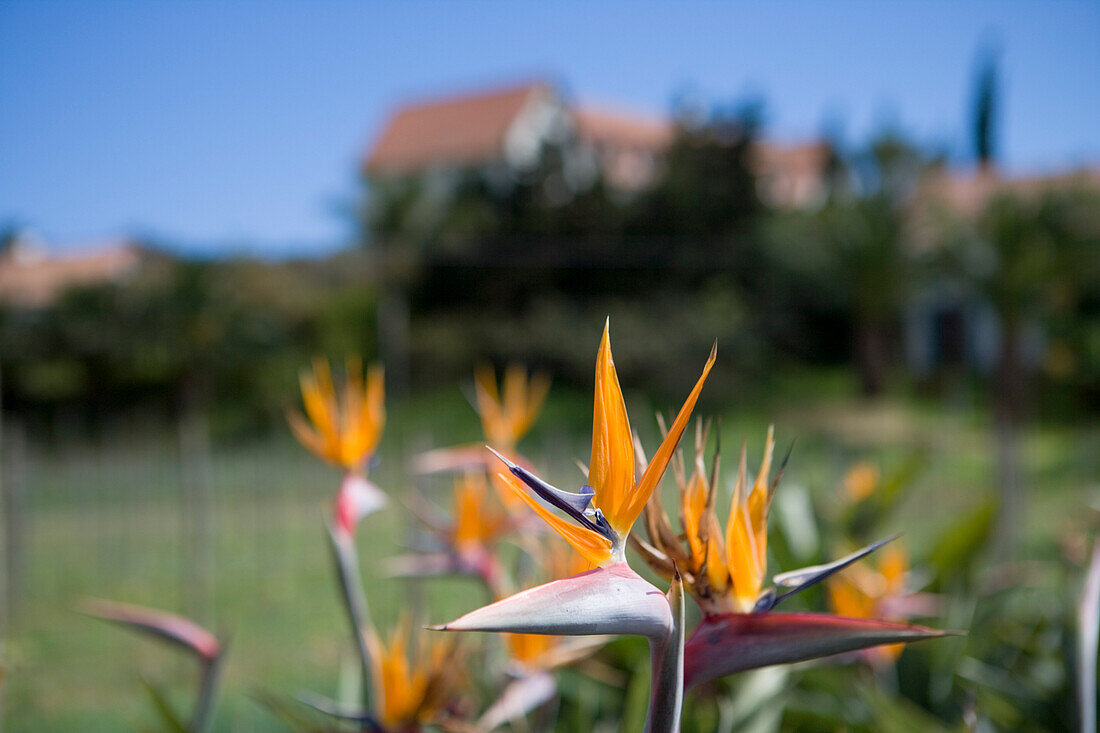 Strelitzie Blüten, Strelitzia reginae im Garten vom Quinta do Furao Hotel, Santana, Madeira, Portugal