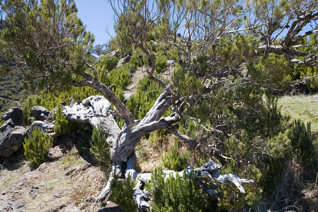Tree on a trail to Pico Ruivo Summit, Pico Ruivo, Madeira, Portugal