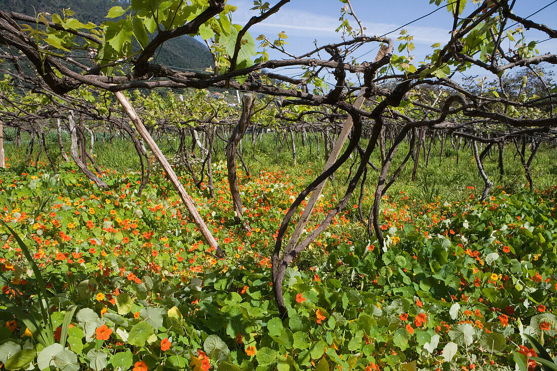 Weinstöcke und Wiese mit Kapuzinerkresse Blüten, Cruzinhas, Madeira, Portugal