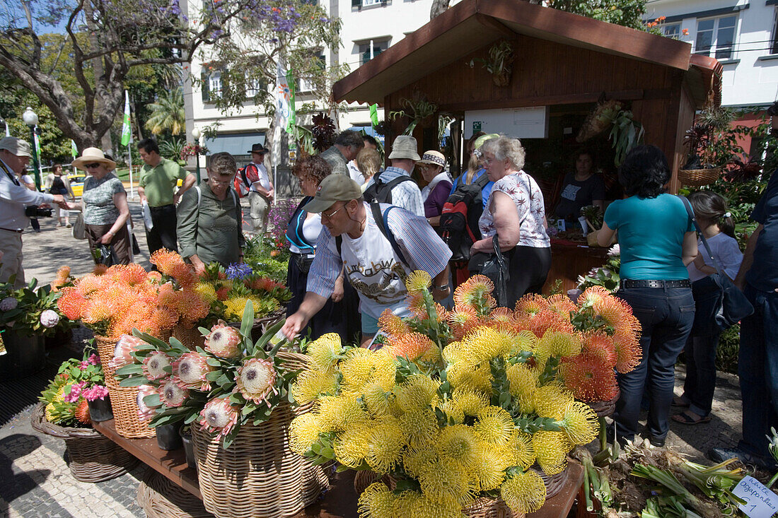 Blumenstand beim alljährlich stattfindenden Madeira Blumenfest, Funchal, Madeira, Portugal