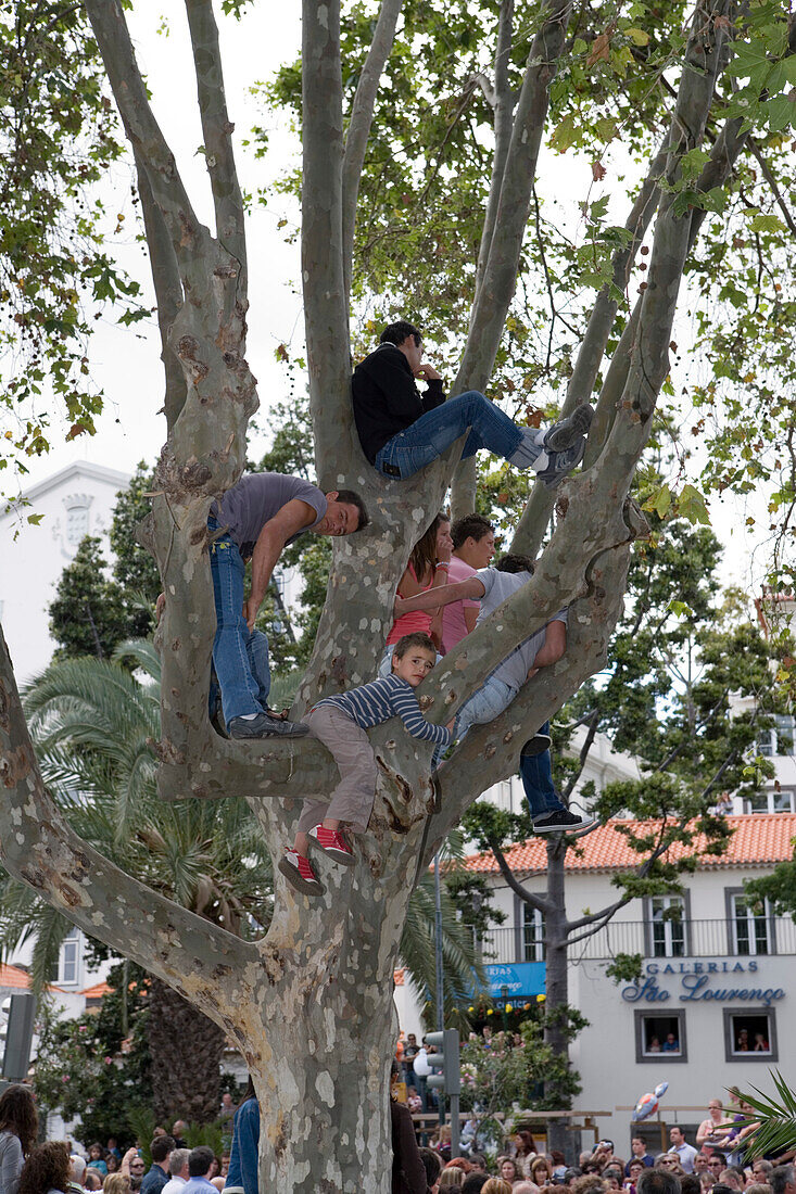 Zuschauer auf Baum bei der Parade zum alljährlich stattfindenden Madeira Blumenfest, Funchal, Madeira, Portugal