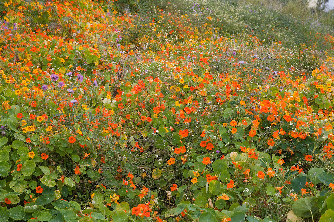 Magnificent Nasturtium field, Estreito de Camara de Lobos, Madeira, Portugal