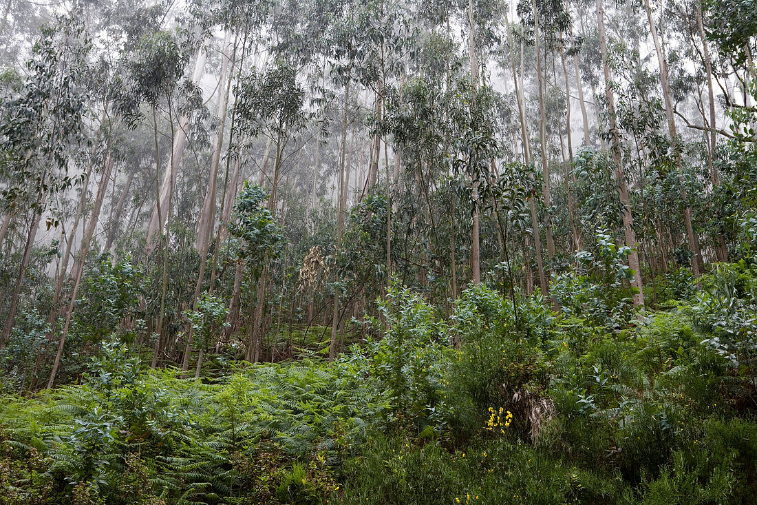Eucalptus Trees near Funchal, Madeira, Portugal