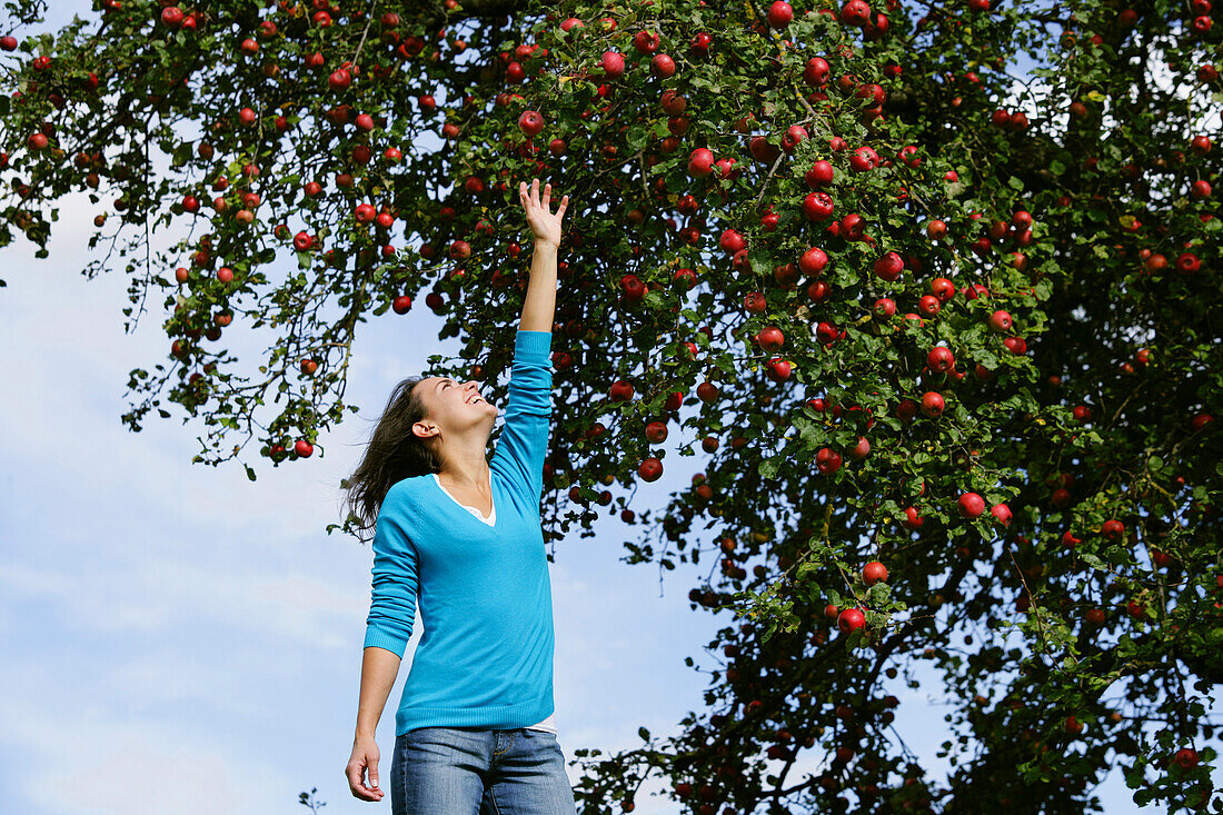 Frau unter einem Apfelbaum, streckt sich nach einem Apfel, Steiermark, Österreich