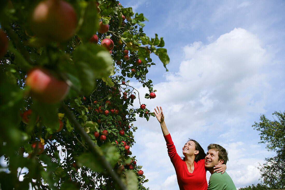 Couple under an apple tree, woman reaching for an apple, Styria, Austria