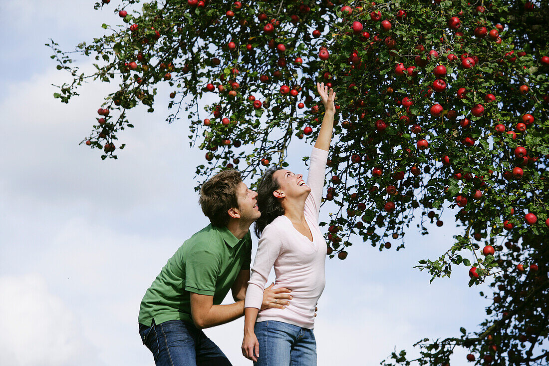 Paar unter einem Apfelbaum, Frau streckt sich nach einem Apfel, Steiermark, Österreich
