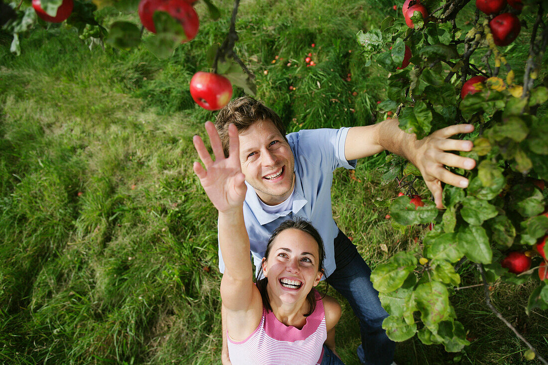 Paar unter einem Apfelbaum, Frau streckt sich nach einem Apfel, Steiermark, Österreich