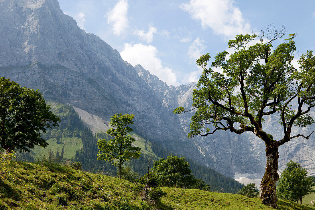 Mountain scenery with tree, Eng, Karwendel, Tyrol, Austria