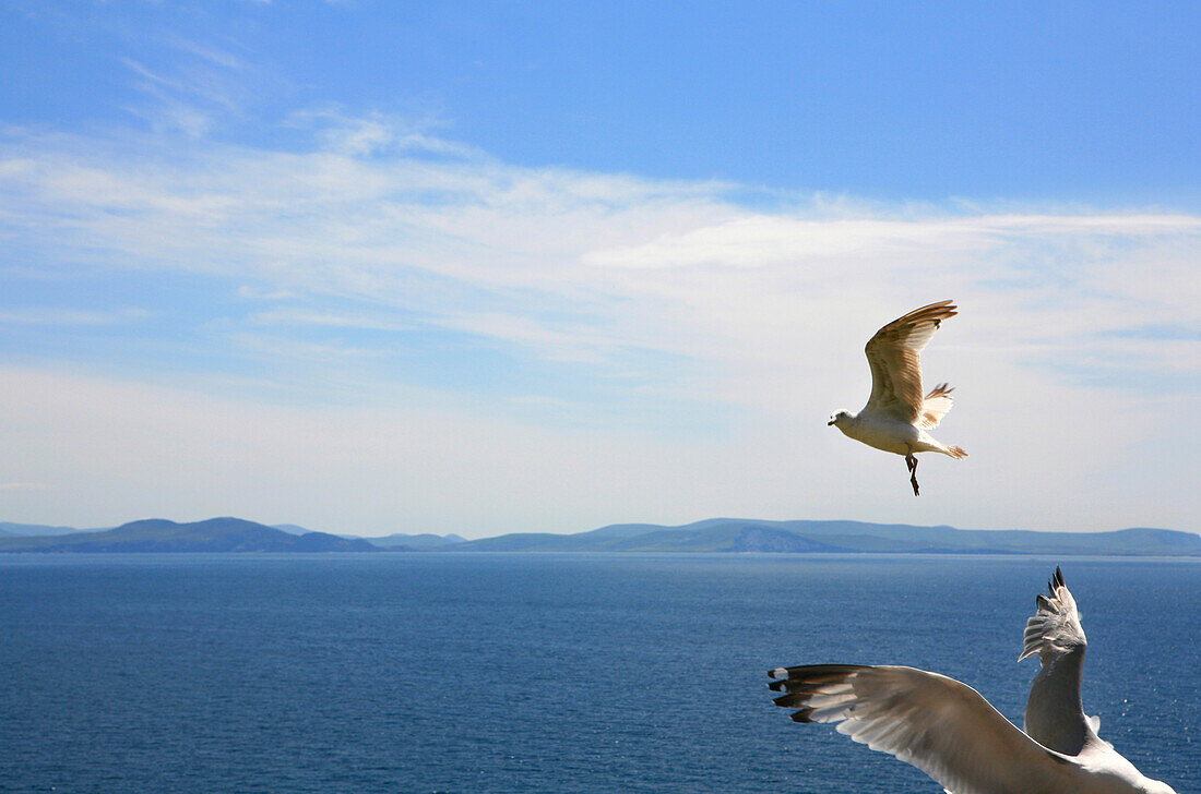 Seagulls during flight over Dingle Bay, Slea Head, Dingle Peninsula, County Kerry, west coast, Ireland, Europe