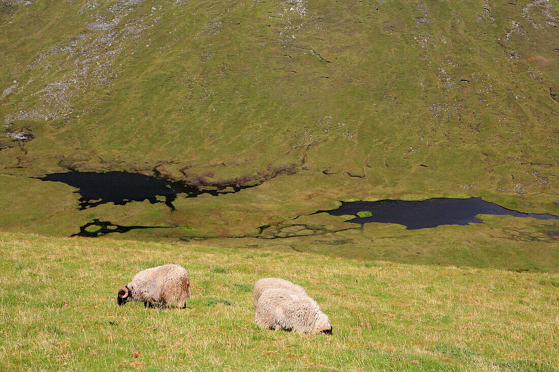 Schafe auf auf der Weide auf Achill Head, Achill Island, County Mayo, Westküste, Irland, Europa