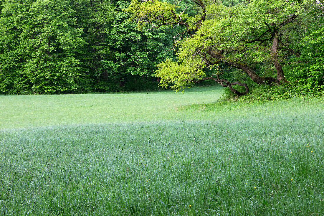 Lichtung im Schlosspark Nymphenburg, München, Bayern, Deutschland