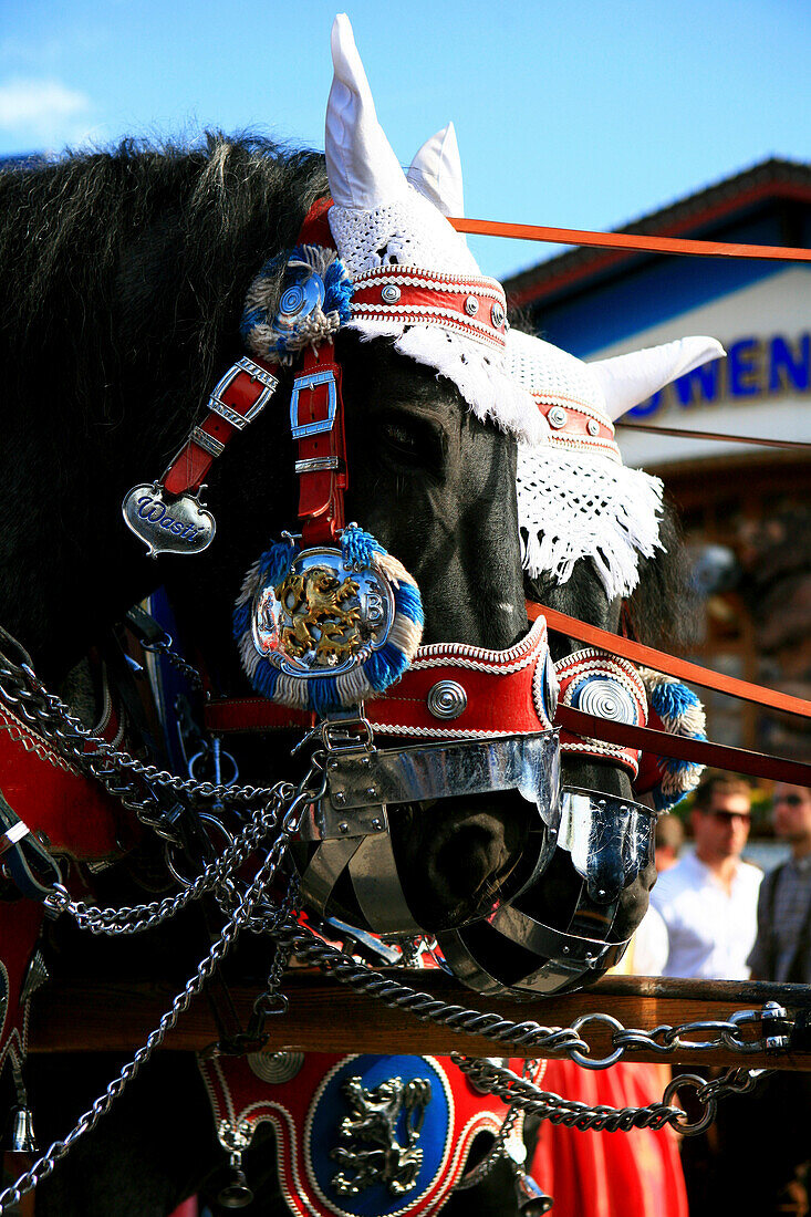 Draught horses with decorated bridles, Oktoberfest, Munich, Bavaria, Germany