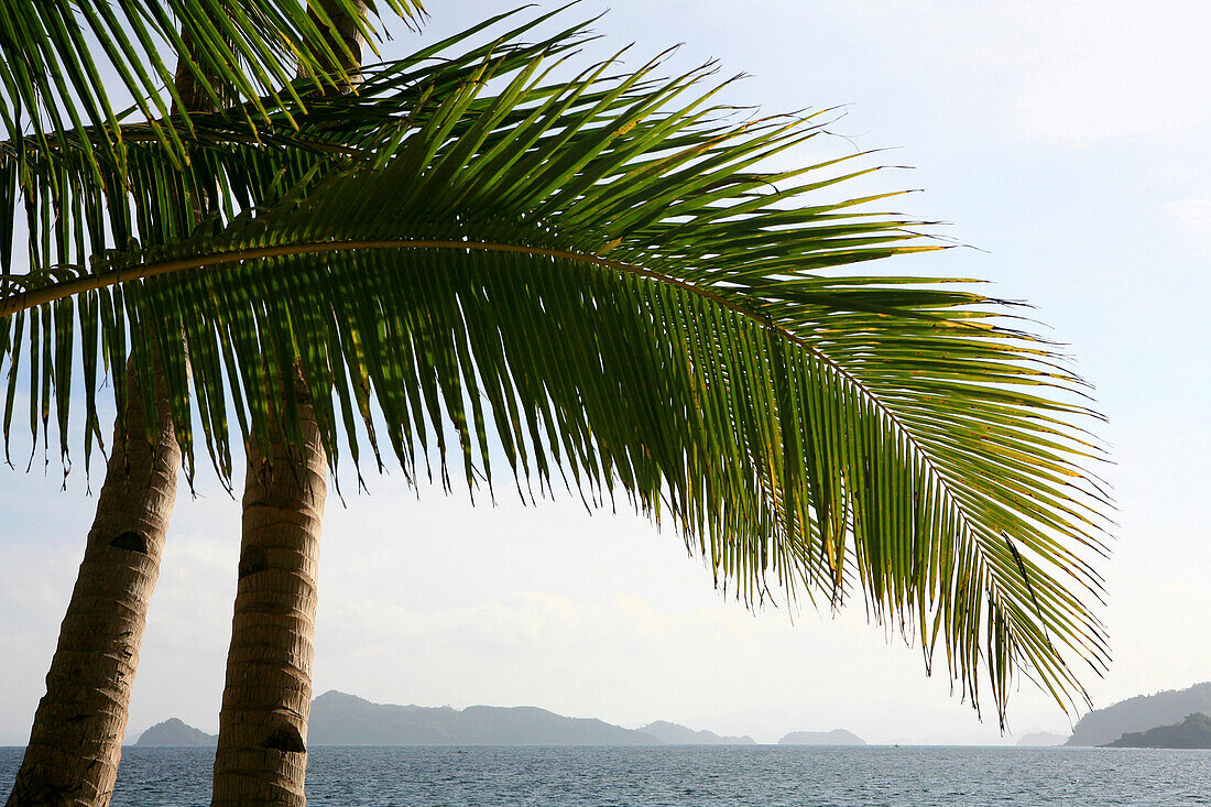 Blick auf Palmblätter und das Südchinesische Meer, Cacnipa Island, Palawan, Philippinen, Asien