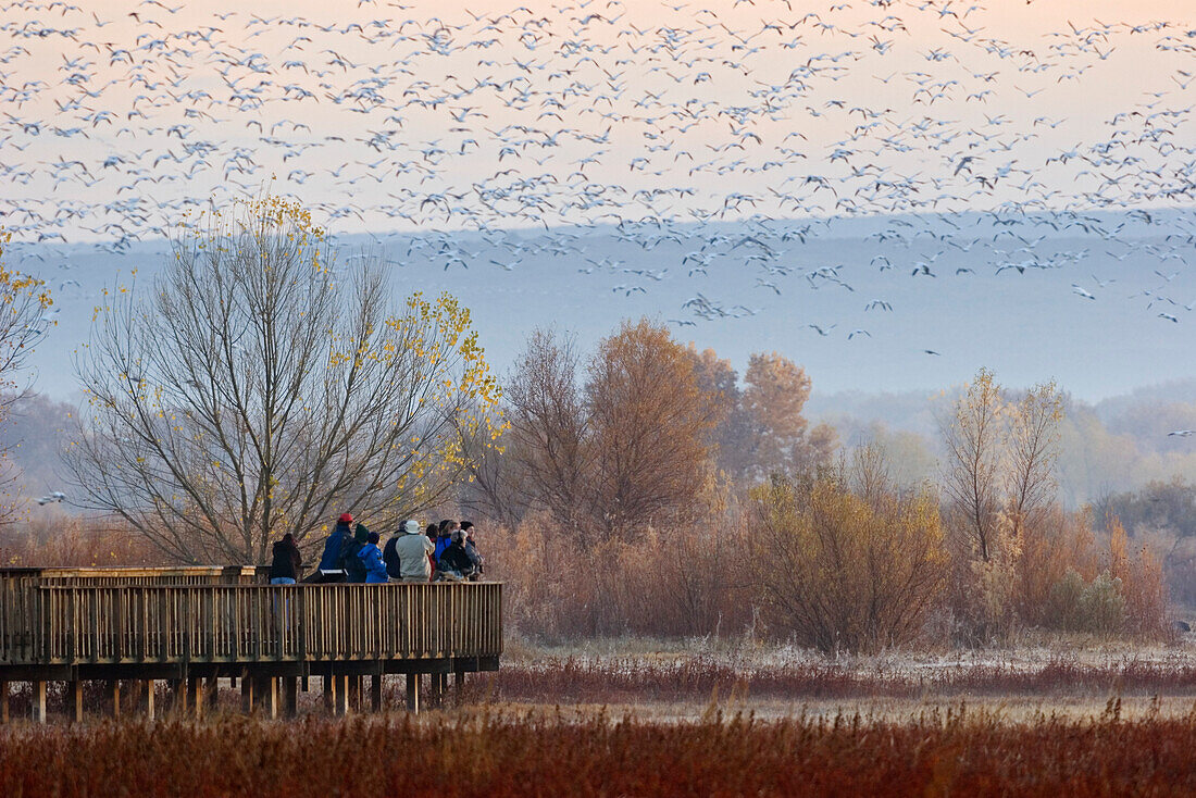tourists on platform in  Bosque del Apache Wildlife Refuge, Snow Geese wintering, New Mexico, USA