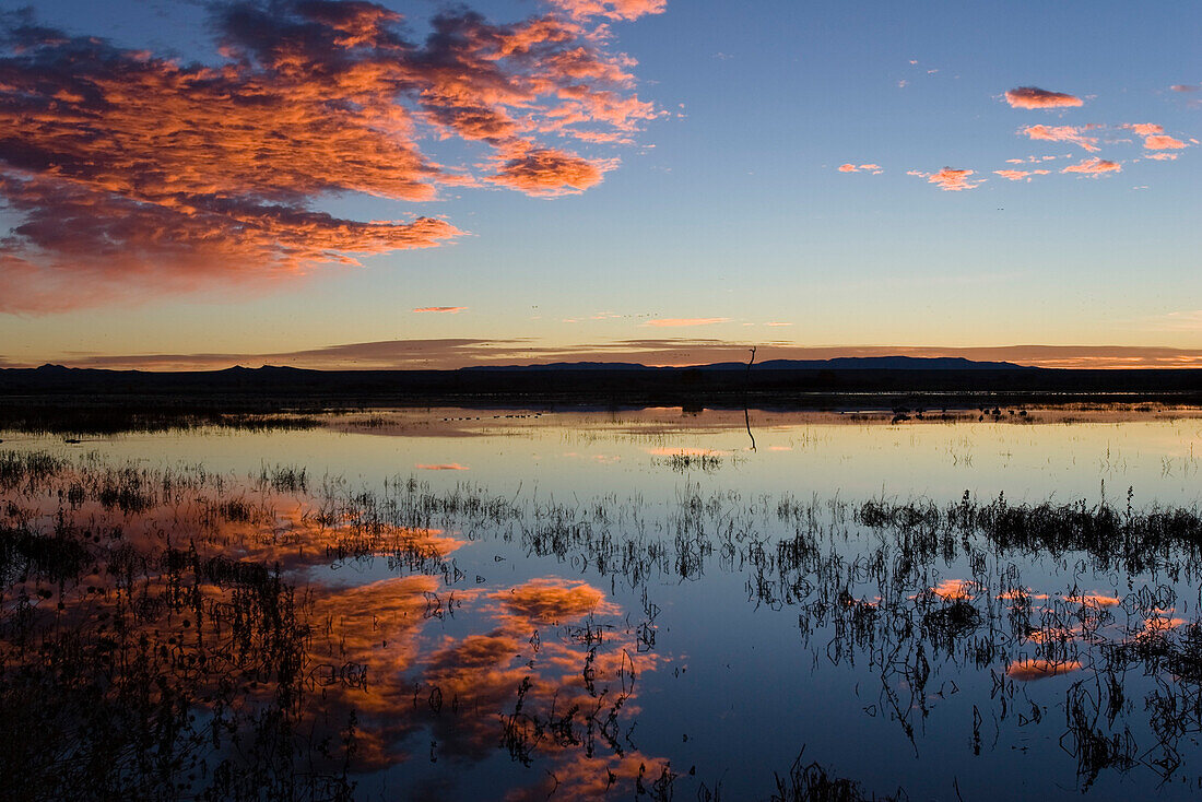 Bosque del Apache Wildlife Refuge, New Mexico, USA