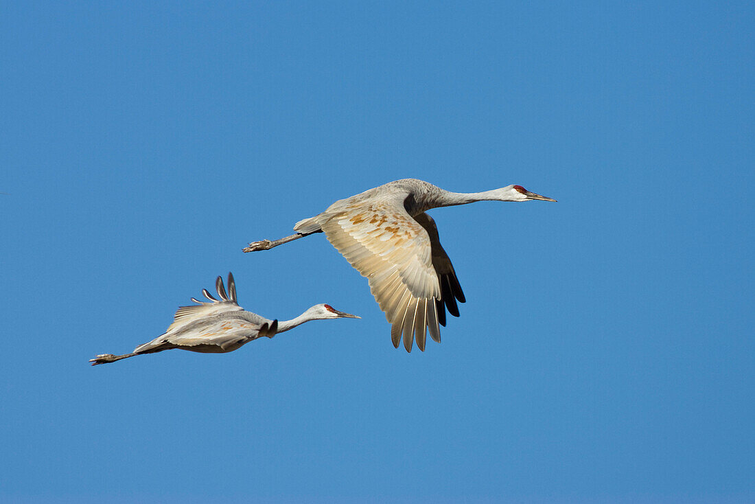 Kanadakraniche im Flug, Grus canadensis, Neumexiko