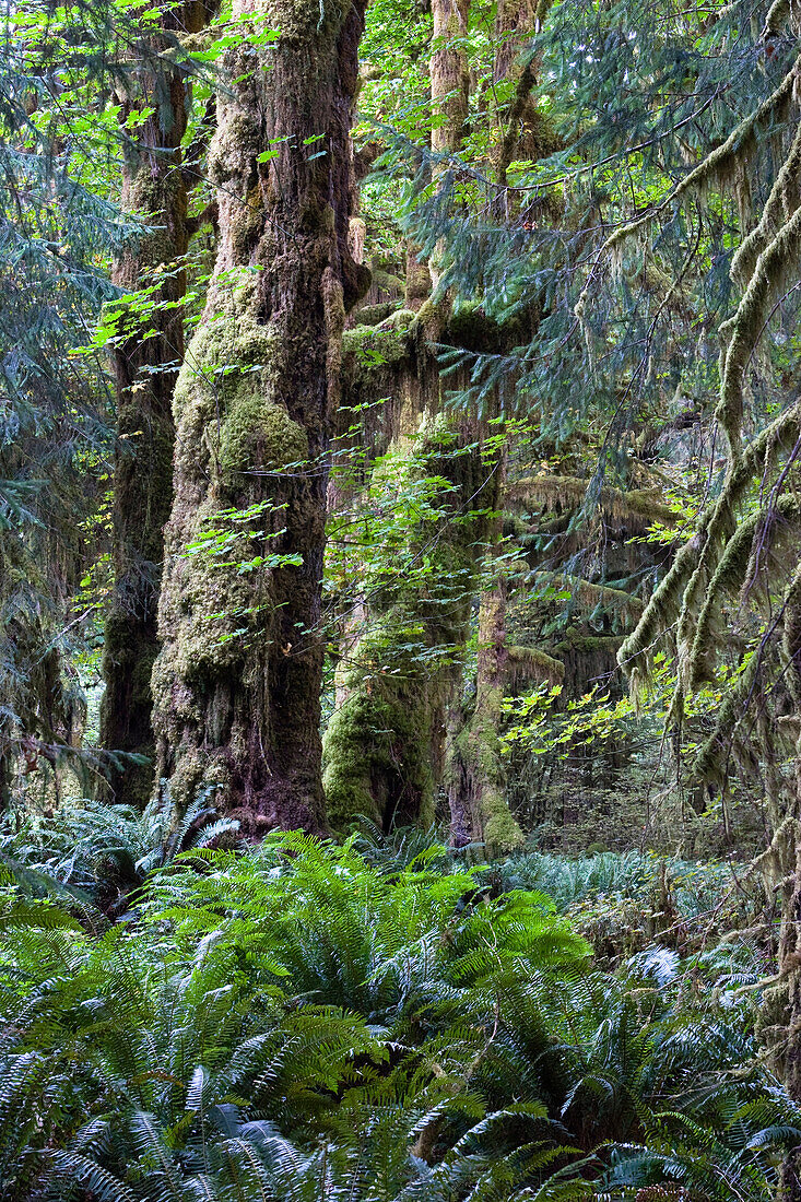 Rainforest,  Hoh Rainforest, Olympic Nationalpark, Washington, USA