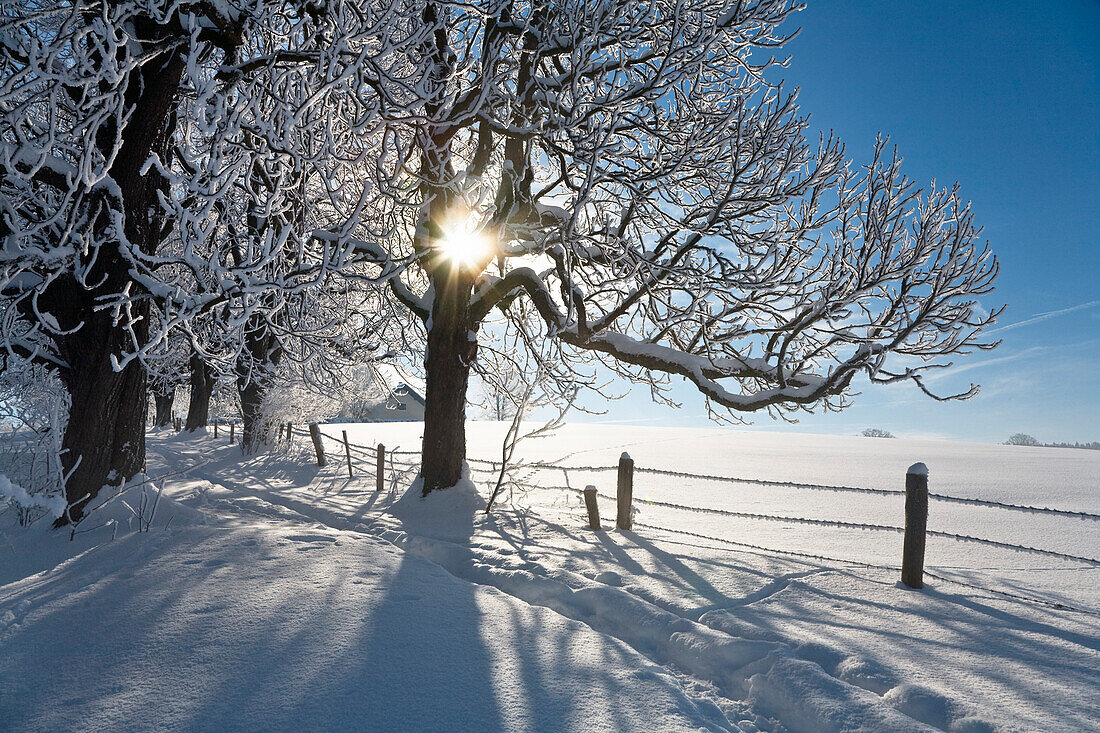 Winterlandschaft im Sonnenlicht, Oberbayern, Deutschland, Europa