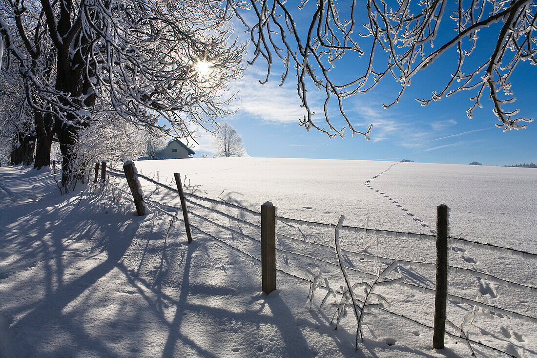 Allee im Schnee, Winterlandschaft bei Iffeldorf, Oberbayern, Deutschland, Europa