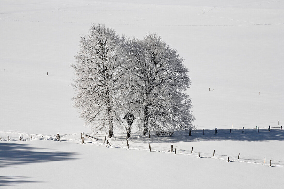 Bayerische Winterlandschaft mit Bäumen, Oberbayern, Deutschland, Europa